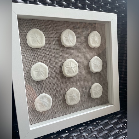 Sand Dollar Shadowbox - Picture 3 of 5